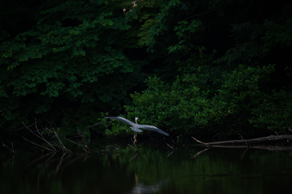 GREENSBORO, North Carolina (My backyard)